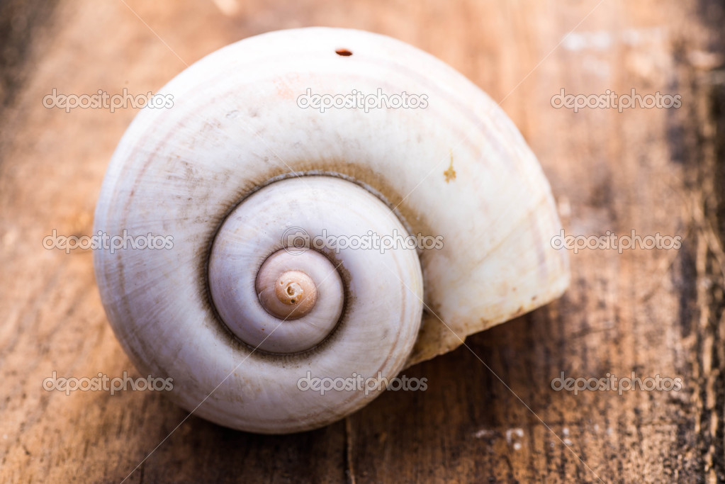 Complete dirty Nautilus Shell on wooden background