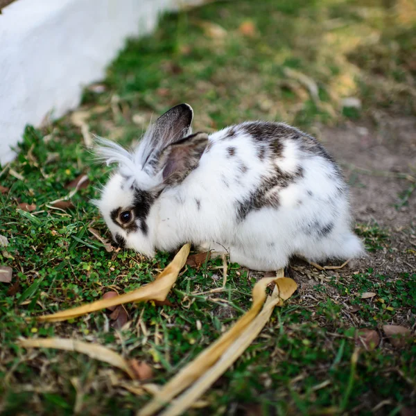 Witte en bruine konijn zat in gras. — Stockfoto