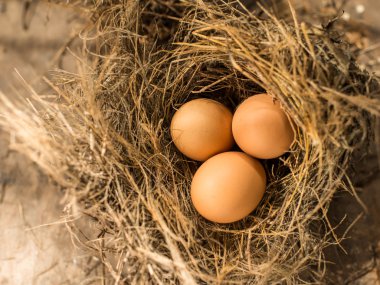 Kuş yuvası, doğal ışık yumurta.