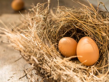 Kuş yuvası, doğal ışık yumurta.