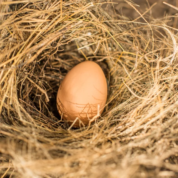 Ei in vogel nest, natuurlijk licht. — Stockfoto