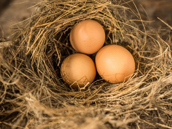 Eier im Vogelnest, natürliches Licht. — Stockfoto