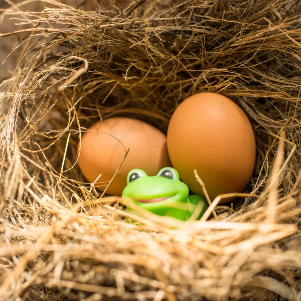 Groene kikker en eieren in nest van de vogel, natuurlijk licht. ongebruikelijke concept — Stockfoto