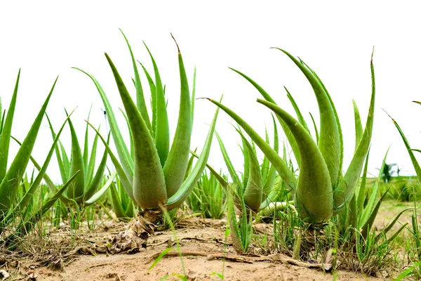 Aloe vera alanı — Stok fotoğraf