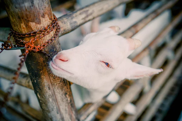 एक मजेदार बकरी का चित्र . — स्टॉक फ़ोटो, इमेज