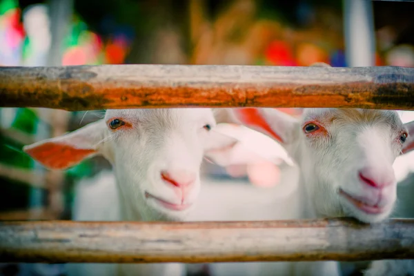 Portrait of a funny goat. — Stock Photo, Image