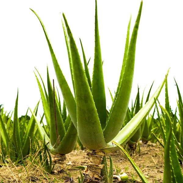 Aloe vera alanı — Stok fotoğraf