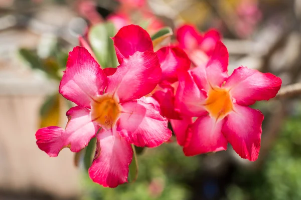 Roze azalea bloemen in thailand — Stockfoto