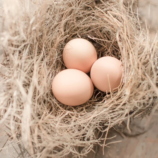 Uova nel nido di uccelli, luce naturale . — Foto Stock