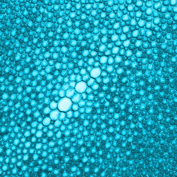 La membrana Stock Photos, Royalty Free La membrana Images | Depositphotos