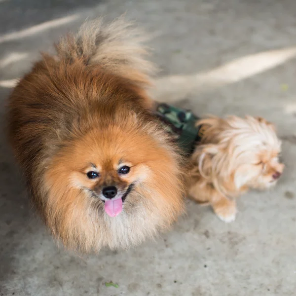 Porträtt pomeranian hund på en bakgrund trävägg — Stockfoto