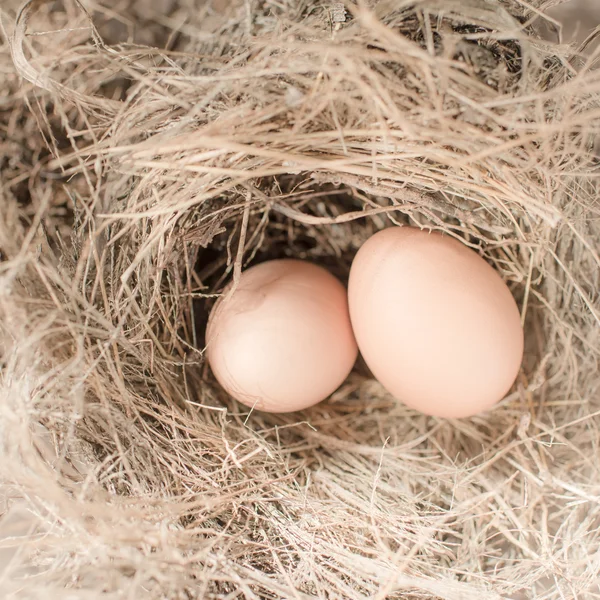 Ägg i bird nest, naturligt ljus. — Stockfoto