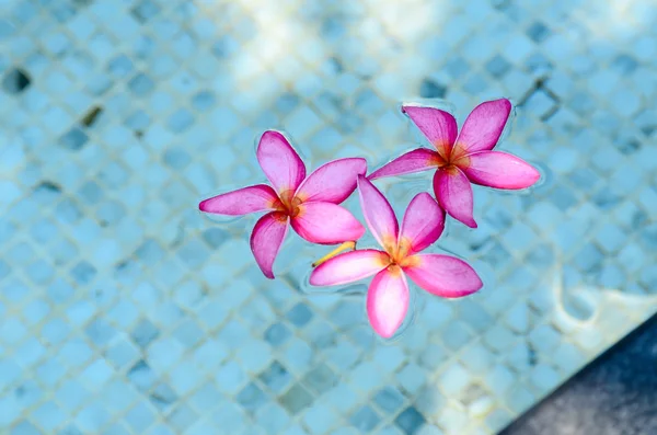 スイミング プールでの花します。. — ストック写真