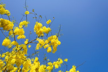 masmavi gökyüzünde Cassia fistül. Tayland Ulusal ağaç