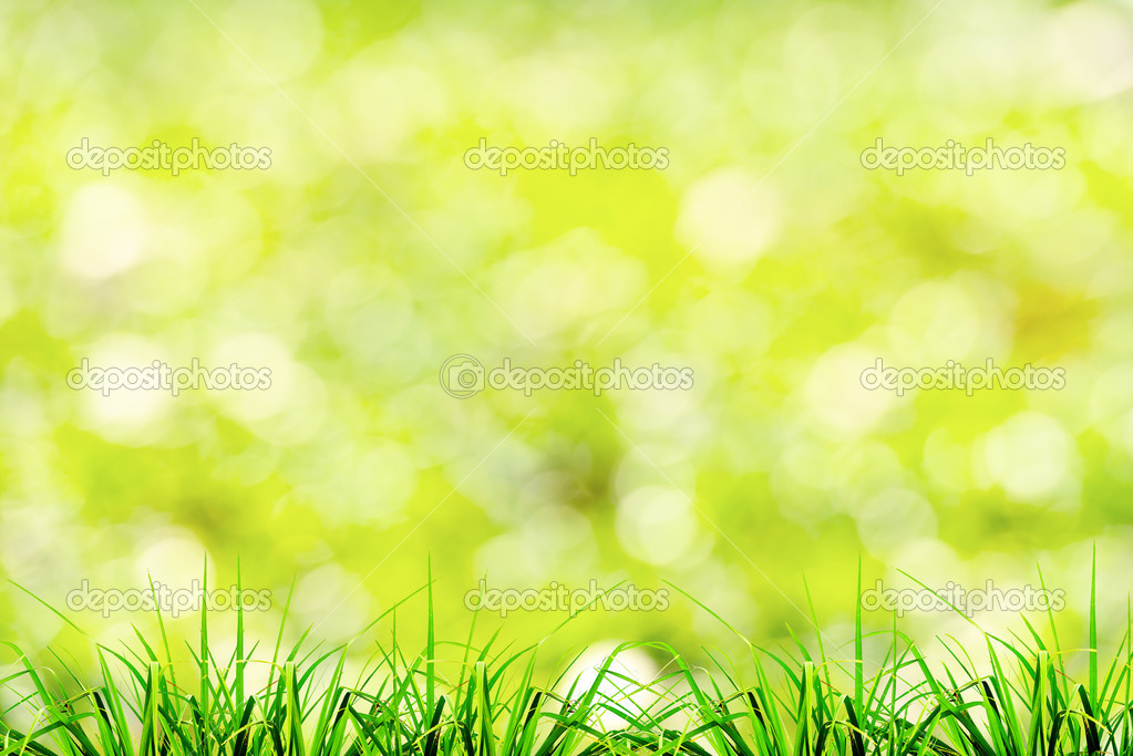 Green grass natural background with selective focus Stock Photo by  ©Jayjaynaenae 44067335