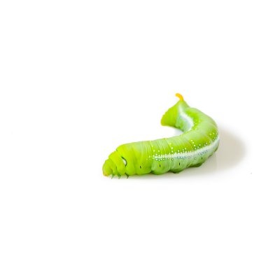 Beyaz arka planda yeşil tırtıl izole edilmiş.