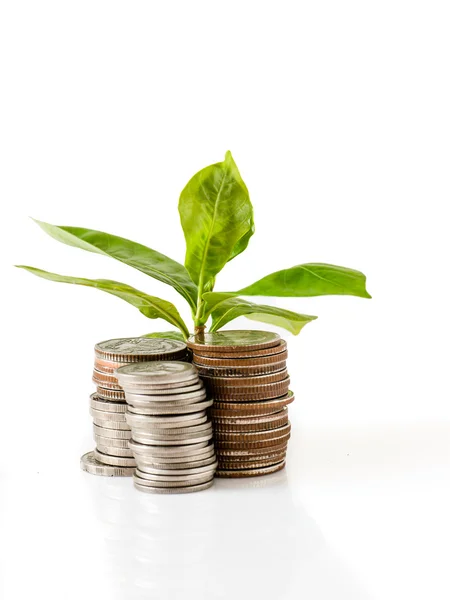 Young plant growing from coins — Stock Photo, Image