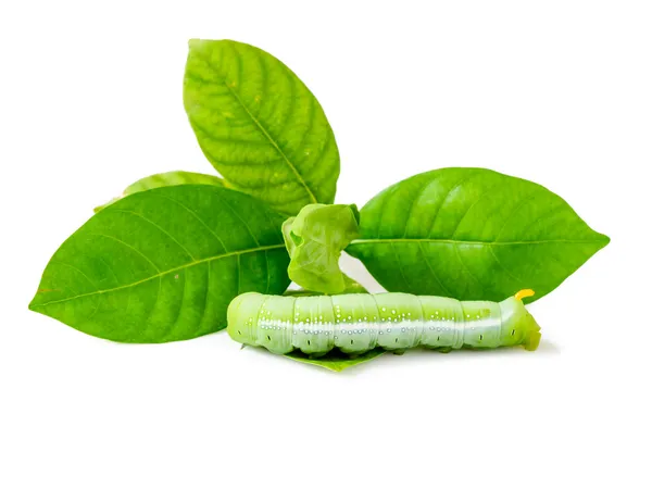Zielona gąsienica i liści na białym tle na białym tle — Zdjęcie stockowe