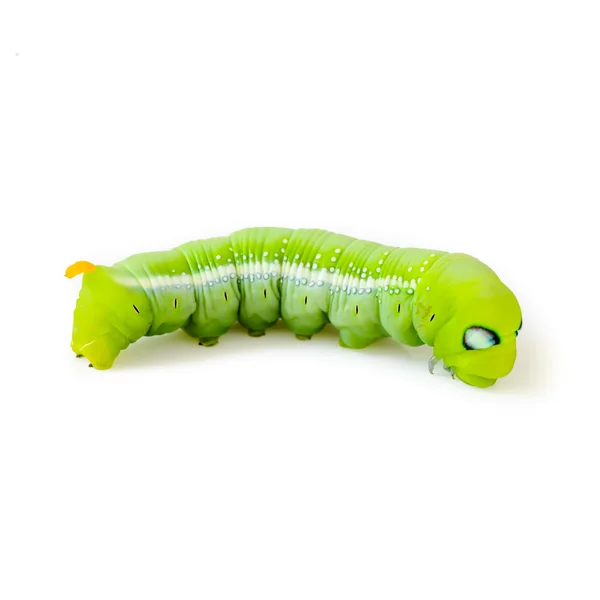 白い背景に隔離された緑の毛虫 — ストック写真