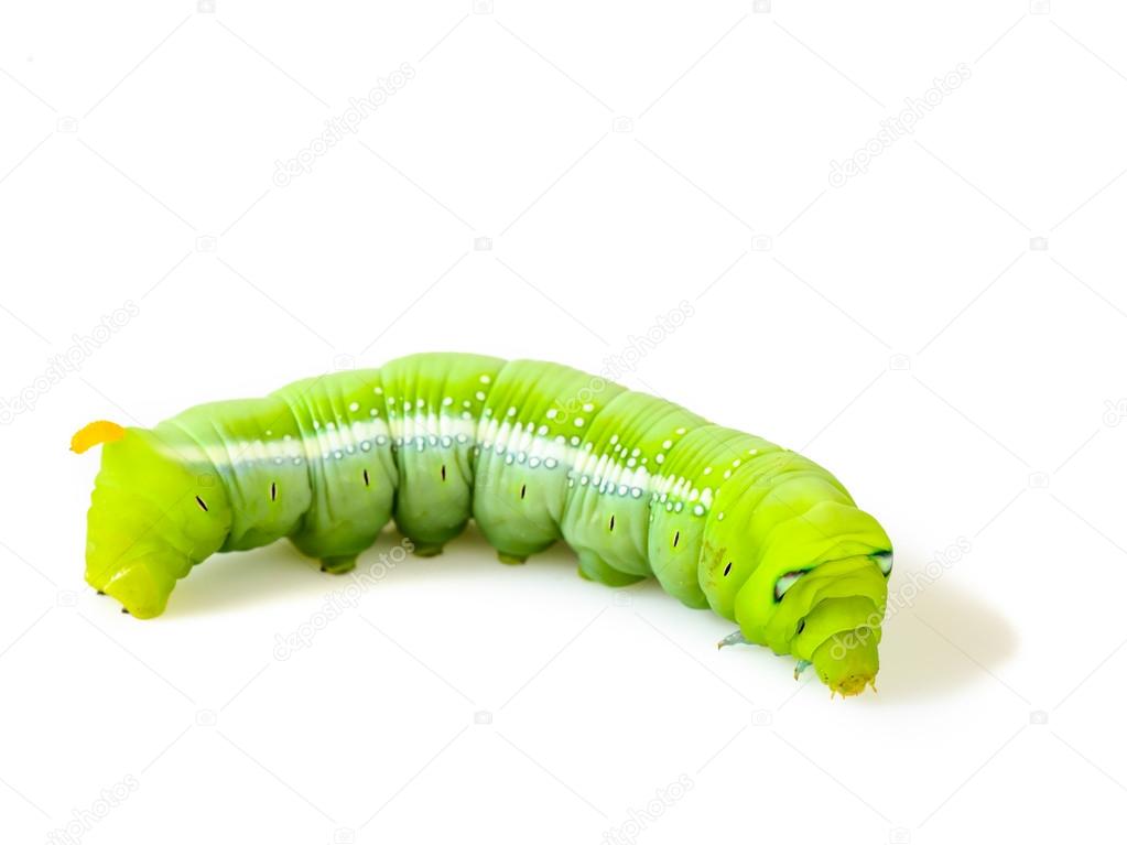 green caterpillar isolated on white background