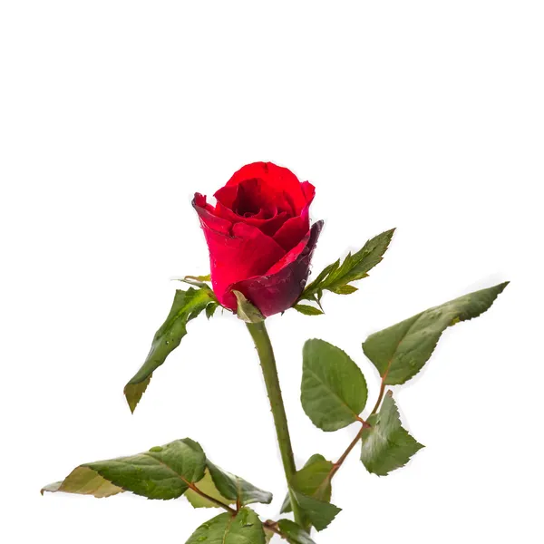 Červená růže, izolované. — Stock fotografie