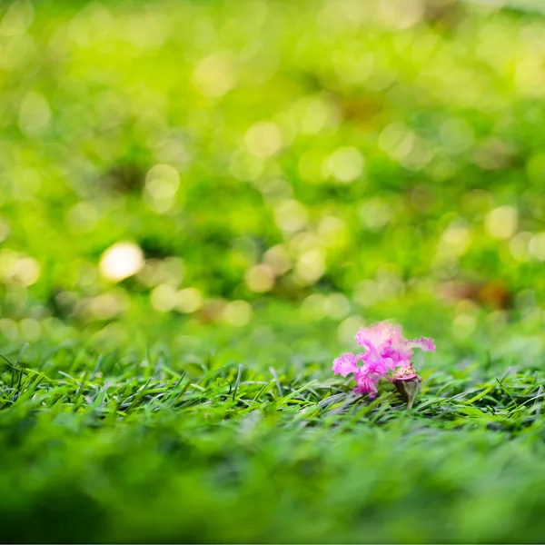 Pink flower with green grass and defocused. — Stock Photo, Image