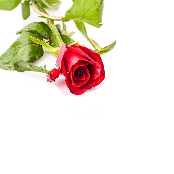 Una rosa rossa isolata . — Foto Stock