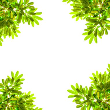 Green leafs isolated on white.