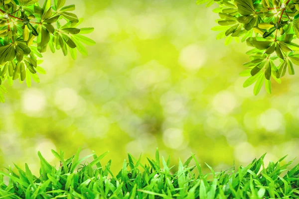 Grama verde fundo natural com foco seletivo — Fotografia de Stock