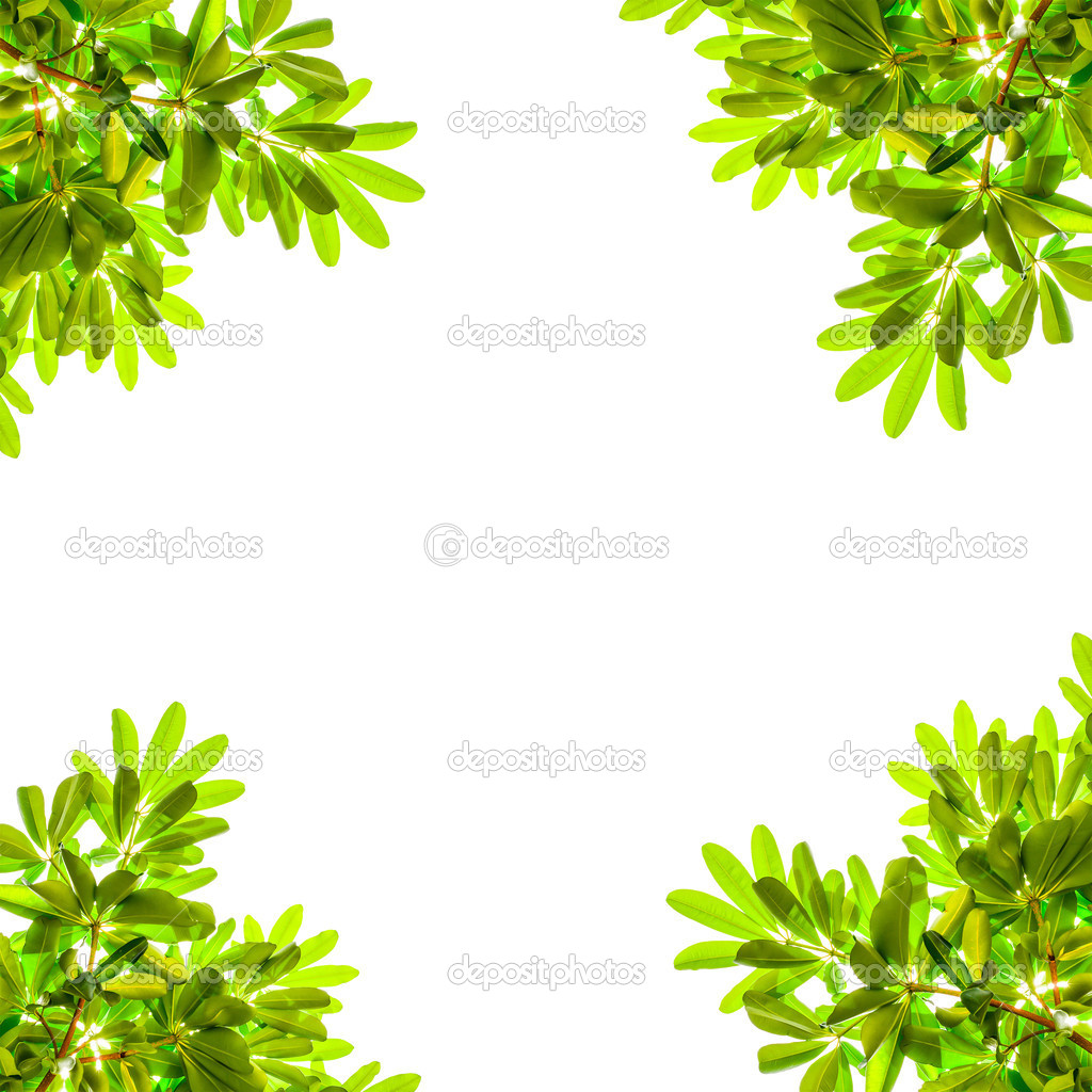 Green leafs isolated on white.