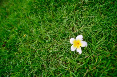 Yeşil çimenlerin üzerinde beyaz plumeria çiçek.