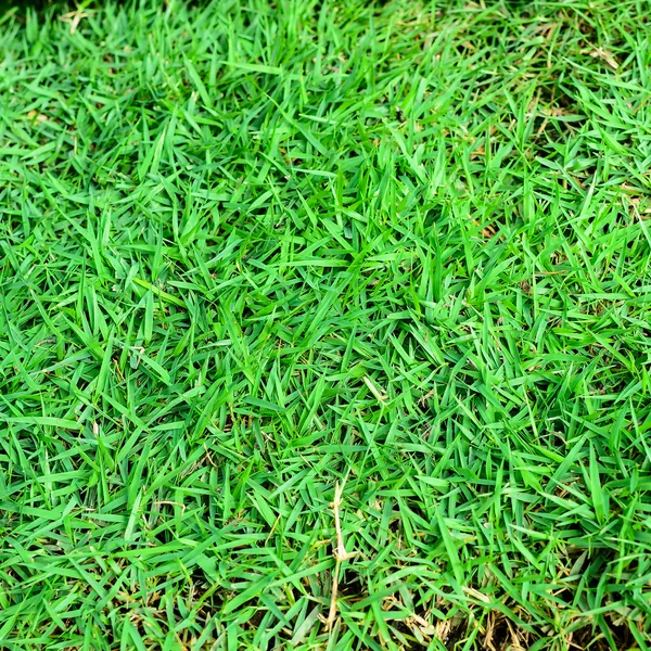Πράσινο γρασίδι υφή φόντο. — Φωτογραφία Αρχείου