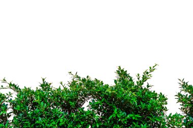 incir duvara tırmanma