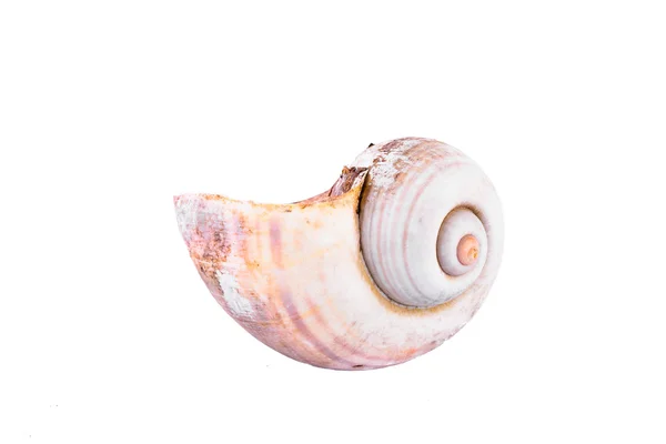 Komplette Nautilus-Schale — Stockfoto