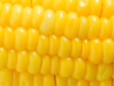 Su damlacıkları ile olgun Mısır taneleri