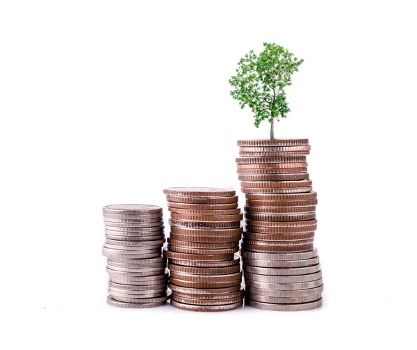 Money coins pile and young tree on white background — Stock Photo, Image
