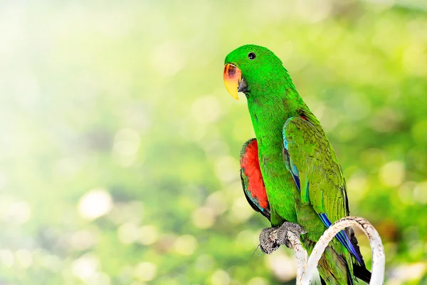 Green parrot macaw with bokeh background — Stock Image Green parrot macaw with bokeh background Stock Image