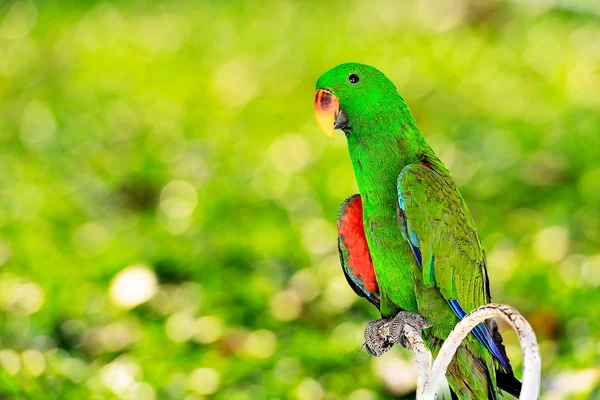 Green parrot macaw with bokeh background — Stock Image Green parrot macaw with bokeh background Royalty Free Stock Images