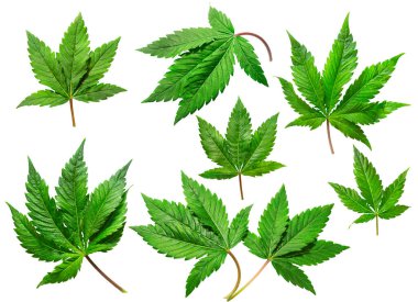 Kenevir yaprağı seti beyaz arka planda izole edilmiş. Kenevir koleksiyonu. Jack Herer türünden tıbbi marihuana yaprakları sativa ve indika karışımıdır..