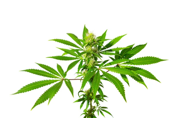 Cannabis Busch Auf Weißem Hintergrund Isoliert Medizinische Marihuanablätter Der Sorte — Stockfoto