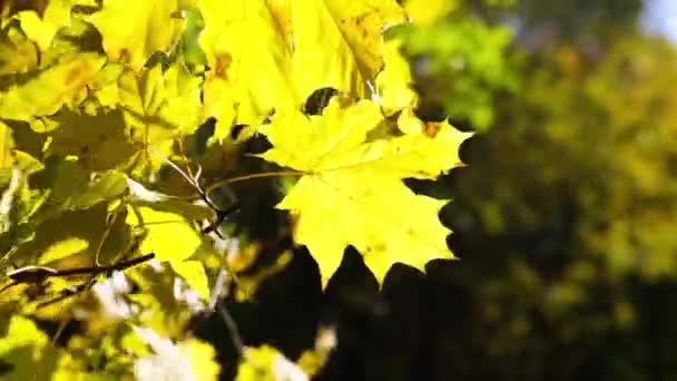Желтые Кленовые Листья Ветке Качаются Ветру Осенью Падение Листьев Золотая — стоковое видео