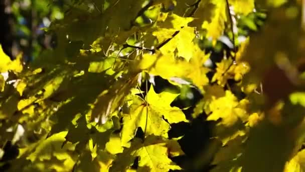 Folhas Bordo Amarelas Ramo Balançam Vento Outono Queda Folhas Outono — Vídeo de Stock