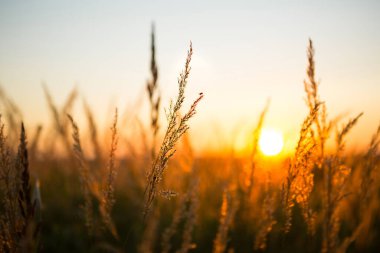 Pampa 'ların kuru çim panikleri batan güneşle birlikte turuncu gökyüzüne karşı. Doğa, dekoratif yaban kamışları, ekoloji. Yaz akşamı, kuru sonbahar otları.
