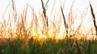 Pampa 'ların kuru çim panikleri batan güneşle birlikte turuncu gökyüzüne karşı. Doğa, dekoratif yaban kamışları, ekoloji. Yaz akşamı, kuru sonbahar otları.