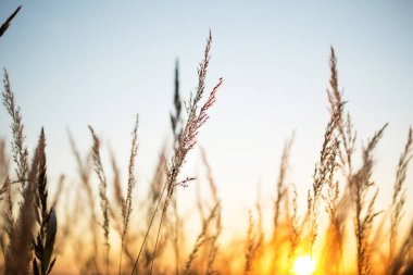 Pampa 'ların kuru çim panikleri batan güneşle birlikte turuncu gökyüzüne karşı. Doğa, dekoratif yaban kamışları, ekoloji. Yaz akşamı, kuru sonbahar otları.