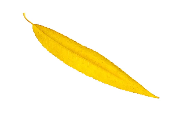Желтый Сухой Осенний Лист Ивы Белом Фоне Является Изолированным — стоковое фото