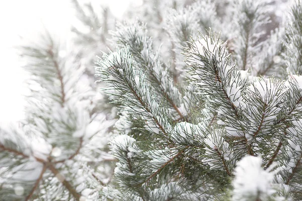 Met Sneeuw Bedekte Bomen Het Bos Een Sneeuwval Spar Pijnbomen — Stockfoto