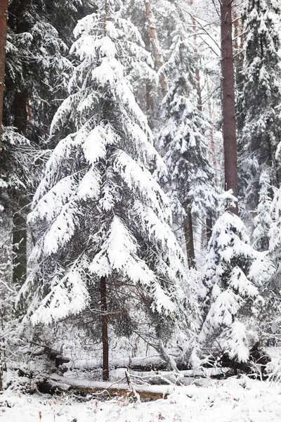 Заснеженные Деревья Лесу После Снегопада Ель Сосны Белом Природном Фоне — стоковое фото