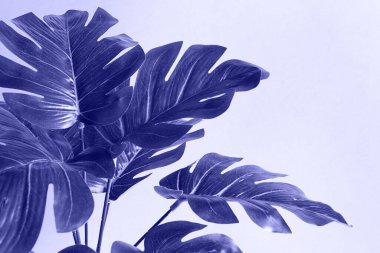 Sarı arka planda canavar yaprağı var. Yapay ev bitkisi, dekorasyon ve konfor. Oyulmuş tropikal yaprak. Boşluğu kopyala