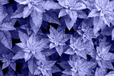A pattern of green plant leaves, top view. Rosettes and bright green petals on the flower bed. Copy space, background